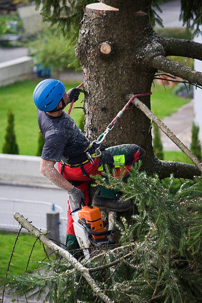 Lawn Renovation and Restoration in Lorenz Park, NY