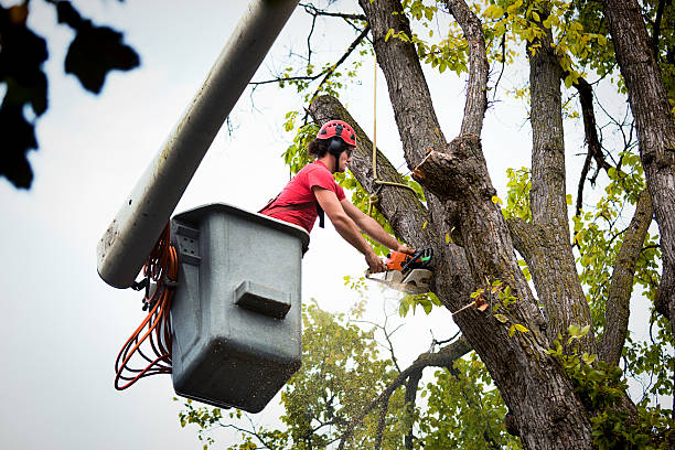 Best Commercial Tree Services  in Lorenz Park, NY
